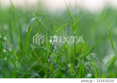 The Fresh Green Grass Covered in Dew Drops Sparkles in the Beautiful Morning Light The Fresh Green Grass Covered in Dew Drops Sparkles in the Beautiful Morning Light 132910228