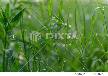 A Beautiful Scene of Morning Dew Sitting on Lush Green Grass, Captured Closely Up 132910240