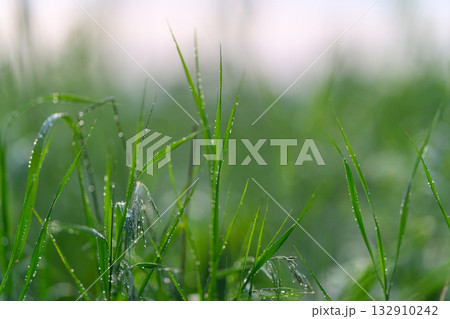The Beautiful Lush Green Grass, Enhanced by Sparkling Morning Dew Drops, Shines Radiantly 132910242