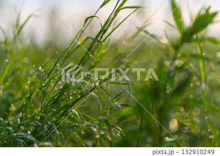 The Dewy Grass in the Beautiful Morning Light Captures the Essence of Natures Splendor 132910249