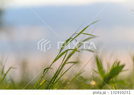 Lush and Beautiful Green Grass Glistening with Dew Drops in the Soft Morning Light 132910251