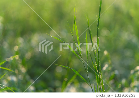 Morning Dew Glistening on Lush Green Grass Captured in Beautiful Soft Focus Appearance Morning Dew Glistening on Lush Green Grass Captured in Beautiful Soft Focus Appearance 132910255