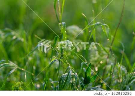 The Morning Dew on the Lush Green Grass Provides a Beautiful and Tranquil Scene of Nature 132910286