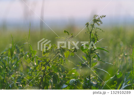 Experience the captivating lush greenery found in a picturesque field at the break of dawn 132910289