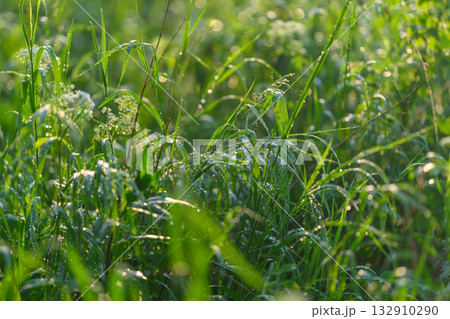 DewKissed Green Grass Glimmering in the Gentle Morning Light of a Beautiful Day 132910290