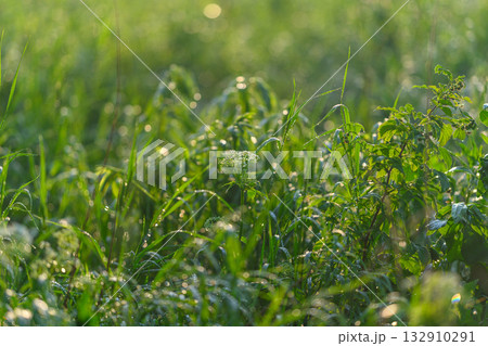 The Beautiful Morning Dew Glinting on the Lush Green Grass of a Brightly Sunny Field 132910291