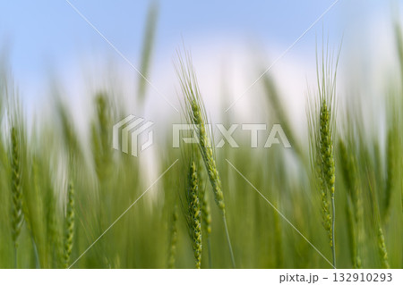 Beautiful, Lush Green Grass Blades That Sway Gracefully in the Gentle, Refreshing Breeze 132910293