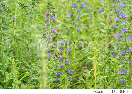 Vivid and Vibrant Purple Wildflowers Flourishing in a Lush Green Landscape Such as Meadows Vivid and Vibrant Purple Wildflowers Flourishing in a Lush Green Landscape Such as Meadows 132910301