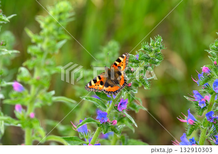 A Beautiful Butterfly Resting on Colorful Blossoms within Natures Tranquil Garden Environment 132910303