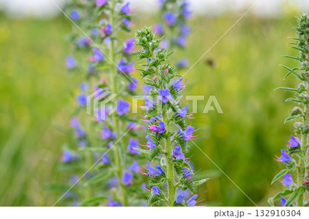 Vibrant Purple Wildflowers Positioned Beautifully in a Lush Green Field Full of Life 132910304