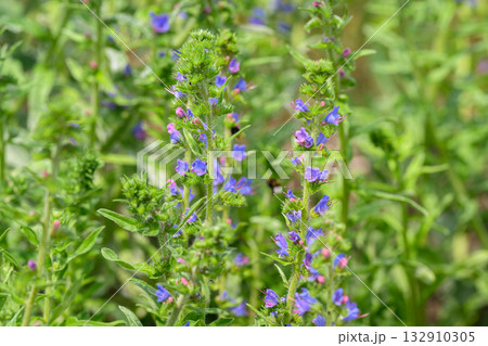 Lush Wildflowers with Beautiful, Vibrant Blue Blooms Surrounded by Lush Greenery all Around 132910305