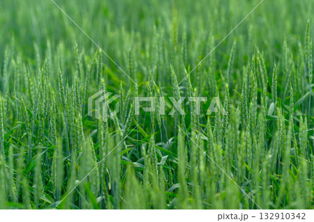 A Lush Green Field Filled with Flourishing Grass, Vibrant Plants, and Rich Grains A Lush Green Field Filled with Flourishing Grass, Vibrant Plants, and Rich Grains 132910342