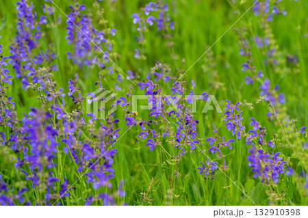 The Stunningly Vibrant Purple Wildflowers Blooming in a Lush Green Field are Truly Beautiful 132910398