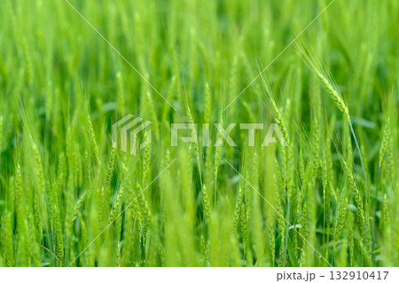 A Beautiful and Lush Green Wheat Field that is Currently in the Early Growth Stage of its Life Cycle A Beautiful and Lush Green Wheat Field that is Currently in the Early Growth Stage of its Life Cycle 132910417