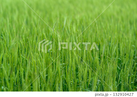 A Beautiful Lush Green Grass Field Bathed in Bright Natural Light on a Sunny Day A Beautiful Lush Green Grass Field Bathed in Bright Natural Light on a Sunny Day 132910427
