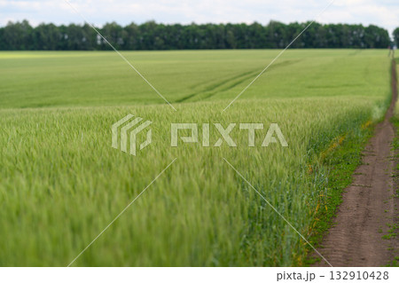 A Lush Green Wheat Field with a Dirt Path Stretching Beneath a Beautiful Cloudy Sky A Lush Green Wheat Field with a Dirt Path Stretching Beneath a Beautiful Cloudy Sky 132910428