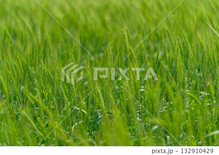 A Beautiful and Vibrant Green Field of Grass Flourishing Smoothly in the Heart of Natures Splendor 132910429