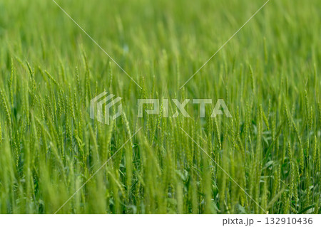 A Beautiful and Lush Green Field of Grass Bathed Elegantly Under the Bright Warm Sunlight 132910436