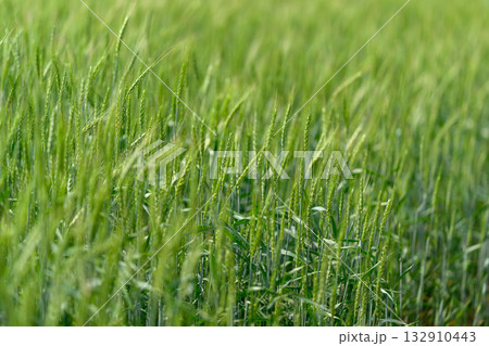 A Vibrant Green Wheat Field Flourishing in Springtime under Bright Sunlight and a Gentle Breeze A Vibrant Green Wheat Field Flourishing in Springtime under Bright Sunlight and a Gentle Breeze 132910443
