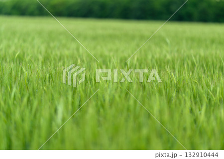 A Vibrant Green Grass Field with Soft Blurs in Background Creates a Beautiful Scene 132910444