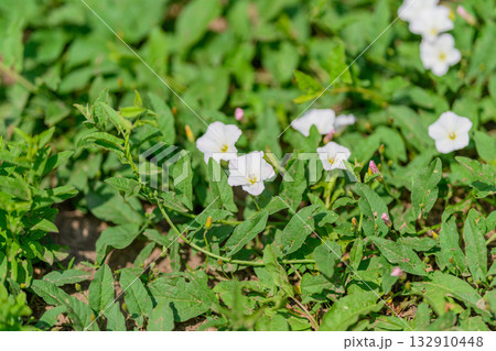 Delicate White Flowers Nestled Among the Lush Green Foliage of a Vibrant Garden Scene 132910448