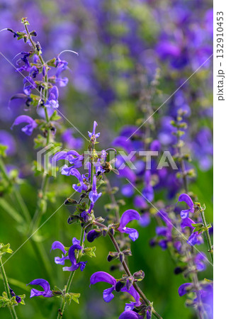 Beautiful and Vibrant Purple Wildflowers are Blooming in Natures Scenic Field Today 132910453
