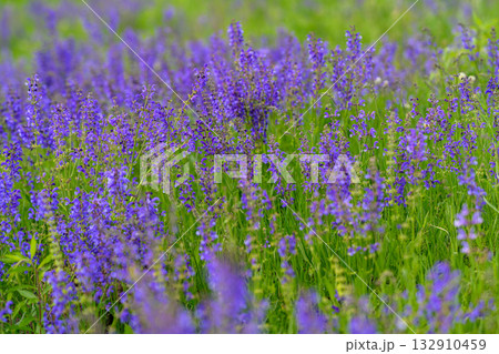 The Vibrant Lavender Fields are in full Bloom, showcasing their breathtaking beauty and aroma 132910459