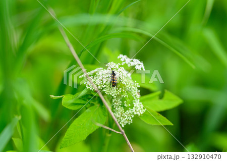 A CloseUp View of a Green Plant Featuring an Insect in a Lush, Vibrant Environment 132910470