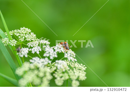 A CloseUp View of an Insect Resting on Delicate White Flowers in the Natural World A CloseUp View of an Insect Resting on Delicate White Flowers in the Natural World 132910472