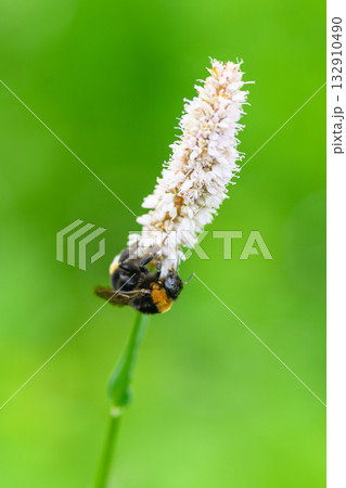 A Bumblebee perched gracefully on a colorful Flower in a lush green Backyard, thriving 132910490