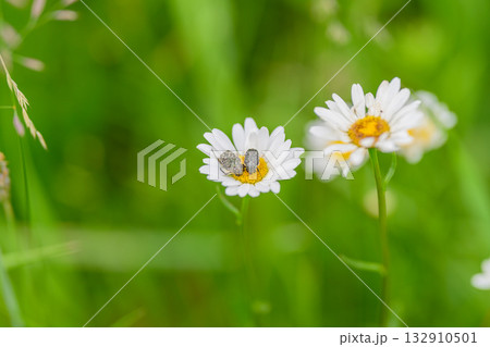 A beautifully delicate Daisy Blossom accompanied by an insect nestled in the lush green grass A beautifully delicate Daisy Blossom accompanied by an insect nestled in the lush green grass 132910501