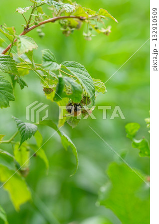 Bees Engaged in Pollinating on Lush Green Leaves Within the Splendor of Natures Realm 132910509