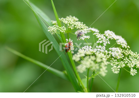 A CloseUp View of Various Insects Resting on a White Flowering Plant in Natures Habitat 132910510