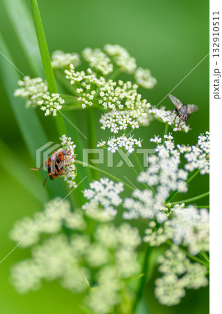 A CloseUp of Various Pollinators Interacting with Delicate White Flowers in Natures Beauty A CloseUp of Various Pollinators Interacting with Delicate White Flowers in Natures Beauty 132910511