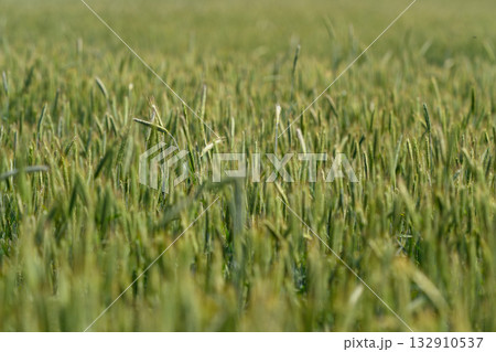 The lush green grass in a sprawling field glistens beautifully with dewdrops resting on it 132910537