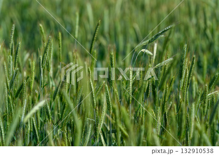 The lush green grass in a sprawling field glistens beautifully with dewdrops resting on it 132910538