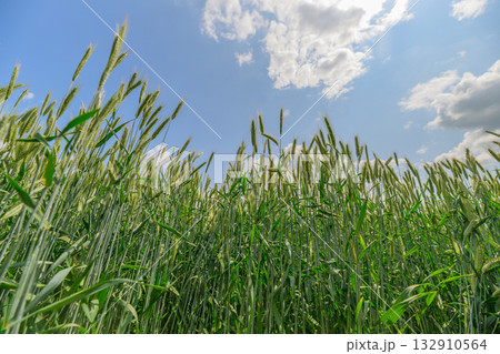A Beautiful Lush Green Wheat Field Under a Bright and Clear Blue Sky During Daylight A Beautiful Lush Green Wheat Field Under a Bright and Clear Blue Sky During Daylight 132910564