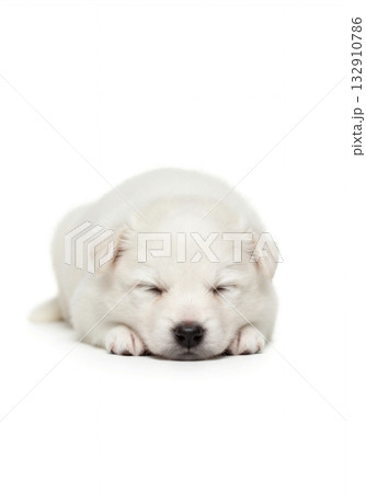 A cute baby American Eskimo Dog sleeping on a pure white background. Adorable newborn fluffy puppy resting in a studio portrait with copy space 132910786