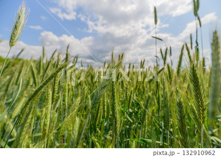 A Beautiful Lush Wheat Field Under a Clear Blue Sky Filled with Fluffy White Clouds 132910962