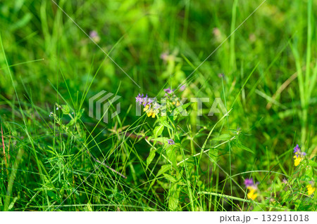 Explore the beauty of vibrant wildflowers blooming amidst lush green grass in natures splendor 132911018