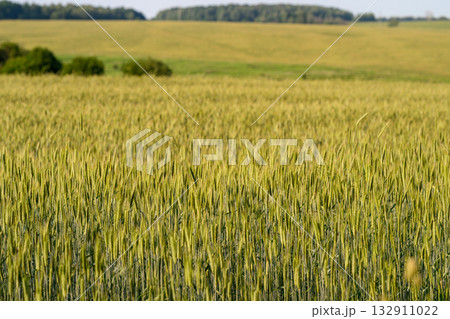 A vibrant wheat field stretches under a clear blue sky, showcasing its natural beauty A vibrant wheat field stretches under a clear blue sky, showcasing its natural beauty 132911022