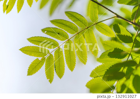 Vibrant Green Leaves That Are Bathed in Beautiful Natural Light Within a Picturesque Setting 132911027