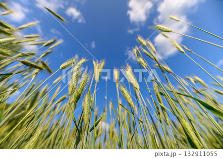 A Beautiful Lush Green Wheat Field Spanning Under a Bright Blue Sky with Fluffy White Clouds A Beautiful Lush Green Wheat Field Spanning Under a Bright Blue Sky with Fluffy White Clouds 132911055