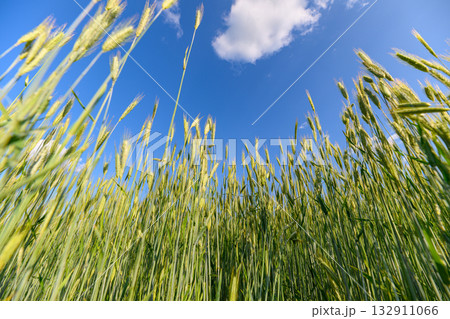 A Vibrant Green Wheat Field Spreading Out Beneath a Clear and Bright Blue Sky Above A Vibrant Green Wheat Field Spreading Out Beneath a Clear and Bright Blue Sky Above 132911066
