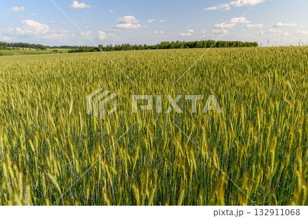 An Expansive and Lush Green Wheat Field Stretching Beneath a Bright Blue Sky Above An Expansive and Lush Green Wheat Field Stretching Beneath a Bright Blue Sky Above 132911068