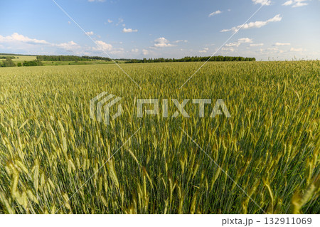 A vast, lush green wheat field stretches under a serene and clear blue sky overhead 132911069