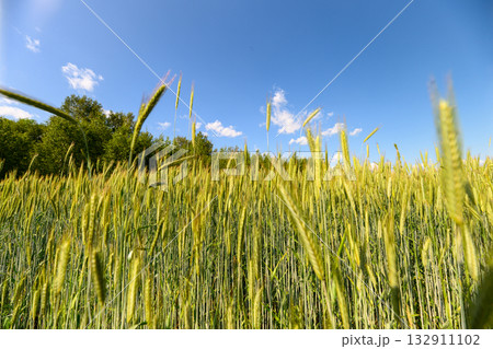 A Beautiful and Vibrant Green Field Stretching Out Beneath a Clear Blue Sky Above A Beautiful and Vibrant Green Field Stretching Out Beneath a Clear Blue Sky Above 132911102
