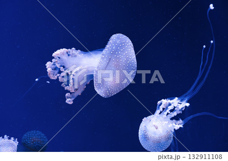 Group of Phyllorhiza punctata or Australian spotted jellyfish swim in deep blue water of aquarium Group of Phyllorhiza punctata or Australian spotted jellyfish swim in deep blue water of aquarium 132911108