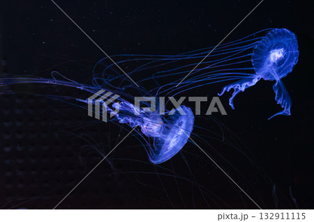 Chrysaora lactea or milk sea nettle jellyfish swim in deep blue water of aquarium 132911115
