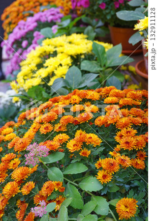 Colorful chrysanthemums in pots on wooden shelves inside autumn greenhouse garden, decorative plants 132911128